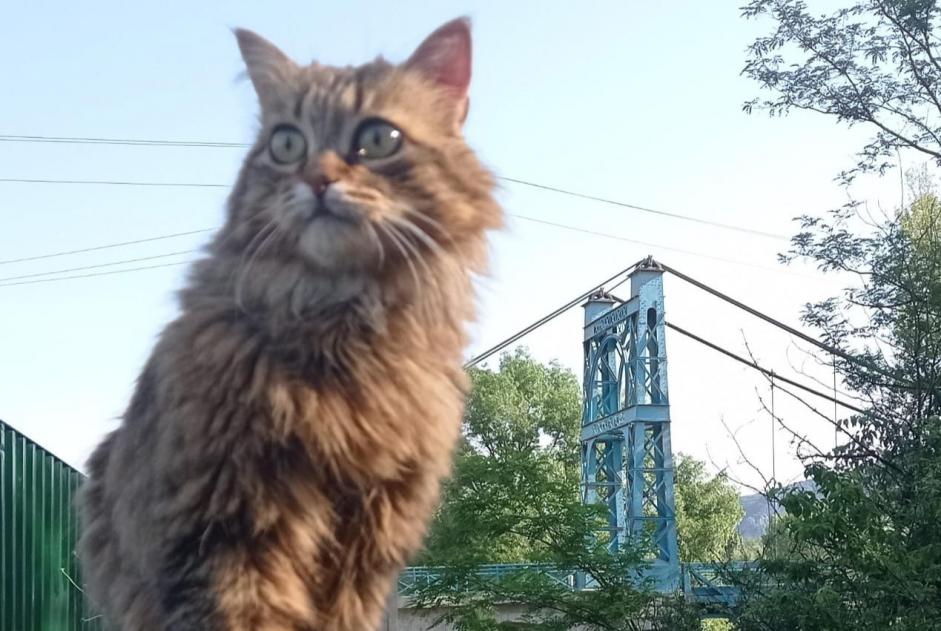 Vermisstmeldung Katze Weiblich , 6 jahre Agonès Frankreich