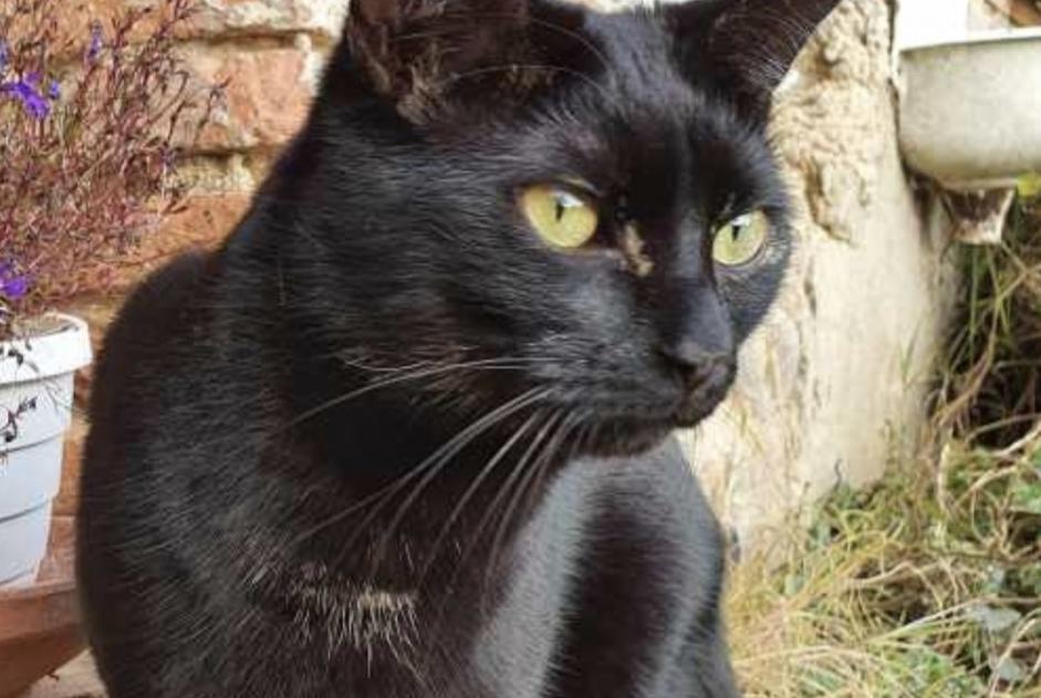 Vermisstmeldung Katze Männliche , 4 jahre Guignen Frankreich