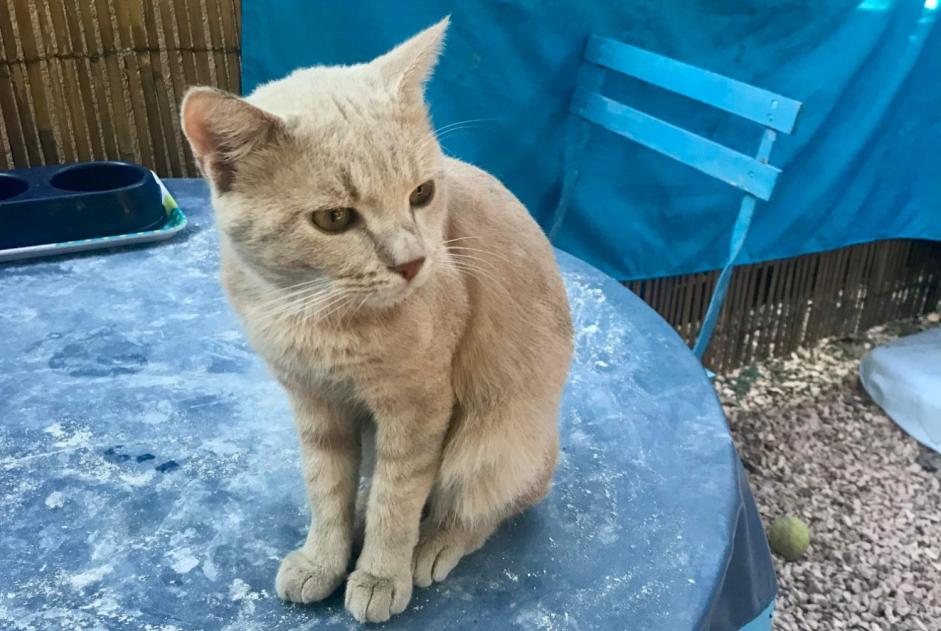 Vermisstmeldung Katze rassenmischung Männliche , 1 jahre Le Cannet-des-Maures Frankreich