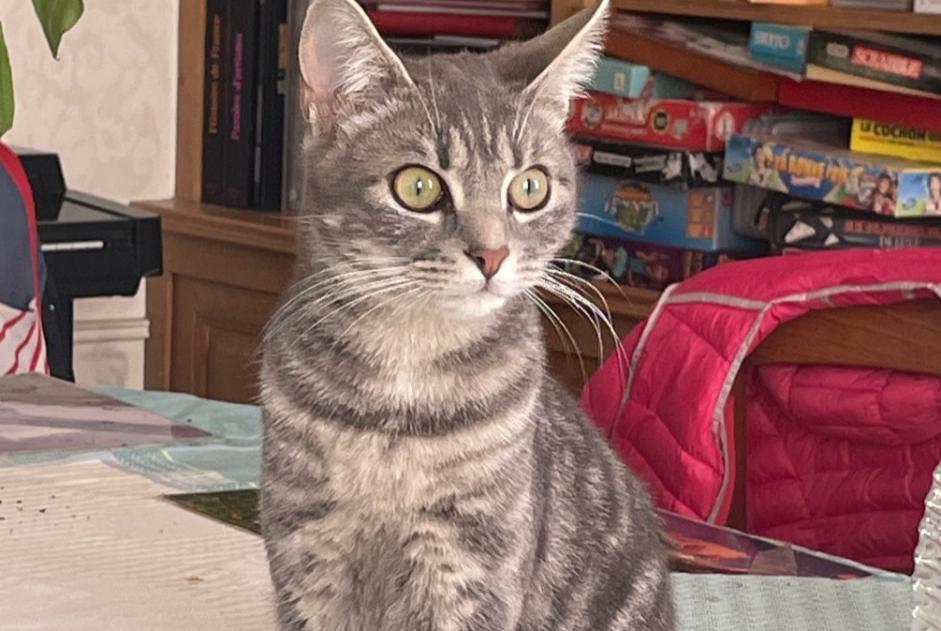 Vermisstmeldung Katze Weiblich , 1 jahre Auxerre Frankreich