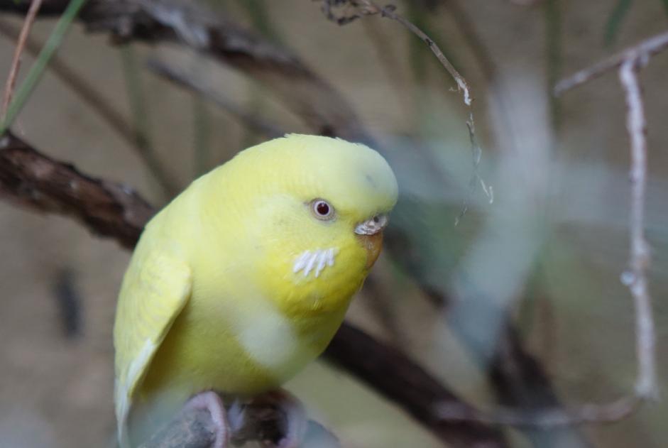 Fundmeldung Vogel Weiblich La Tour-sur-Orb Frankreich