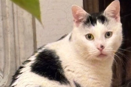 Alerta de Desaparición Gato cruce Macho , 4 años Asnières-sur-Seine Francia