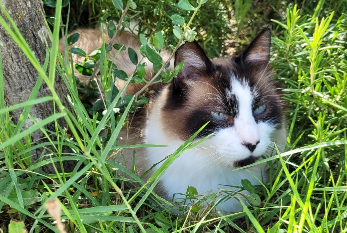 Alerta de Desaparición Gato Macho , 10 años Carpentras Francia