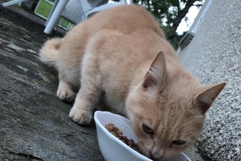 Alerta de Hallazgo Gato cruce Desconocido Menet Francia