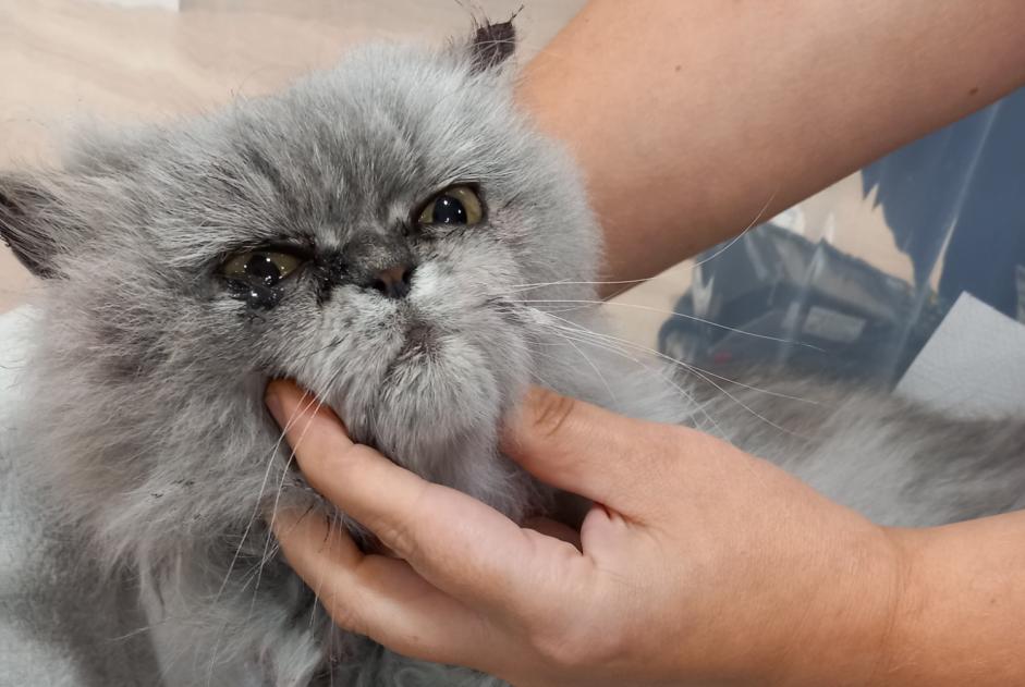 Alerta de Hallazgo Gato  Desconocido Eysines Francia