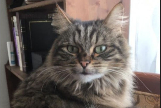 Alerte Disparition Chat  Mâle , 9 ans Gouillons France