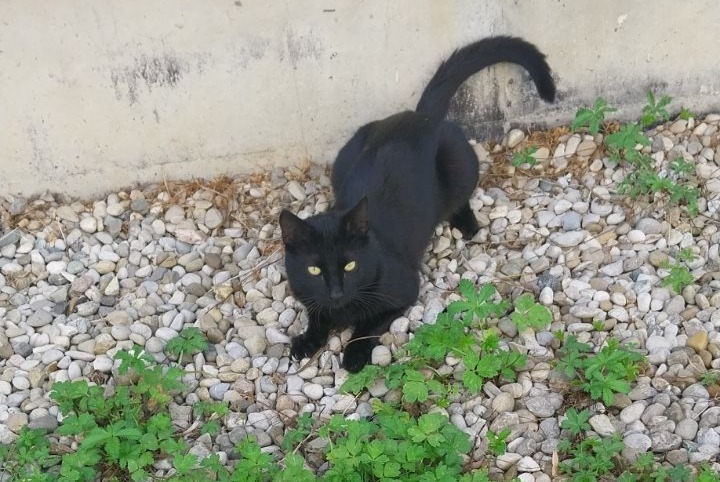 Alerte Disparition Chat Mâle , 13 ans Saint-Martin-d'Hères France