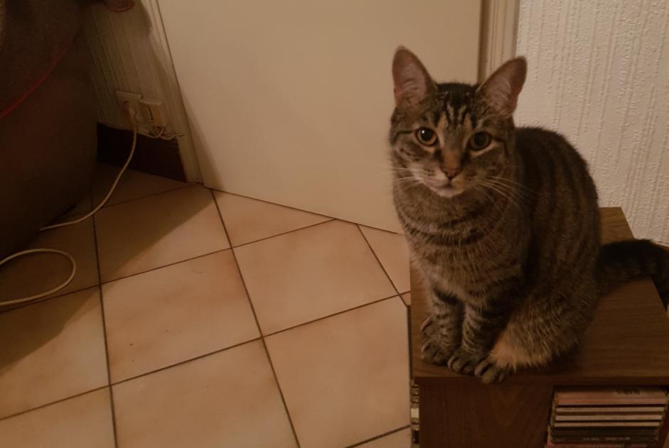 Alerte Disparition Chat  Femelle , 6 ans Saint-Ay France