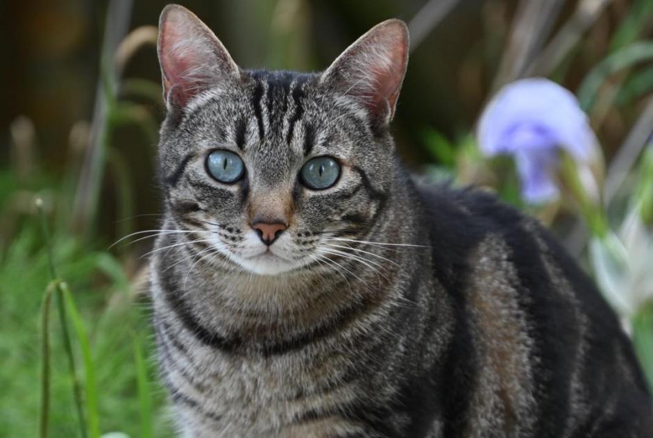 Alerte Disparition Chat Mâle , 7 ans Entraigues-sur-la-Sorgue France