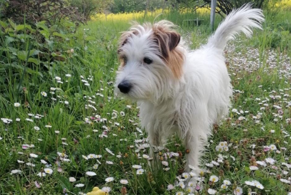 Alerte Disparition Chien  Mâle , 9 ans Ville-la-Grand France