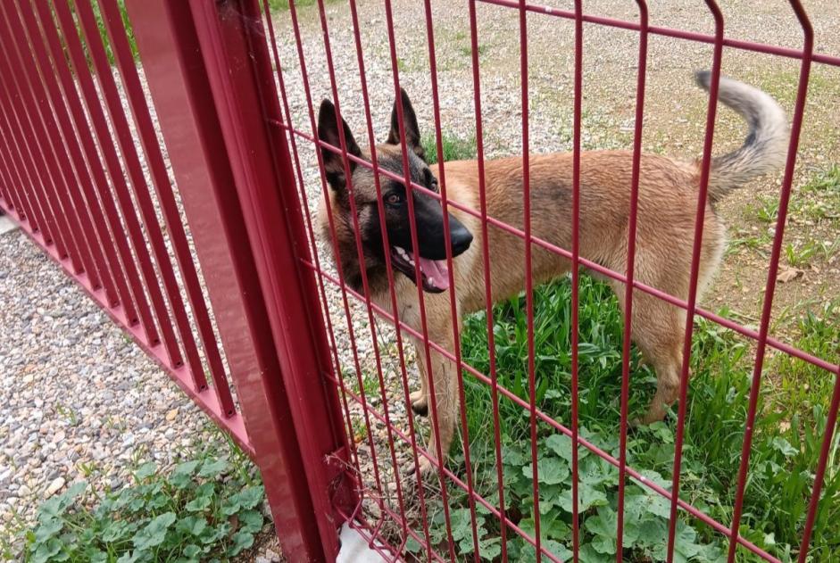 Alerte Découverte Chien  Mâle Montredon-des-Corbières France