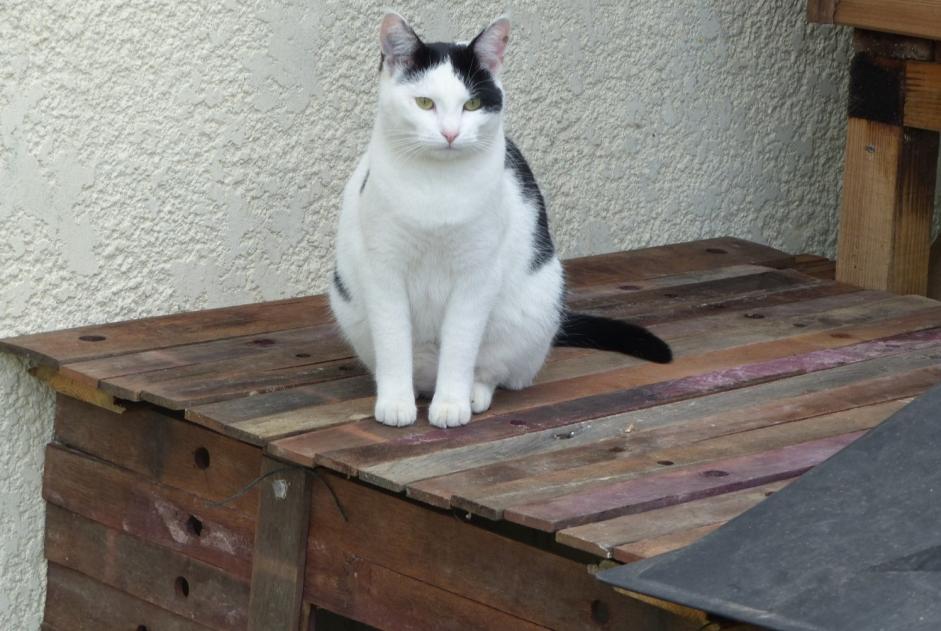 Avviso scomparsa Gatto  Femmina , 6 anni Blaignan Francia