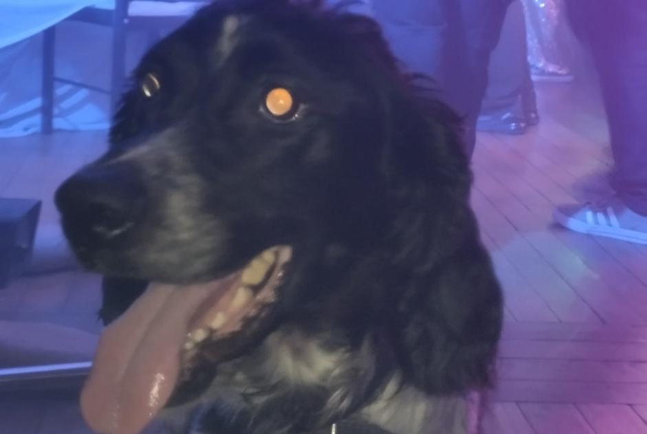 Verdwijningsalarm Hond  Mannetje , 8 jaar Neuilly-sur-Seine Frankrijk