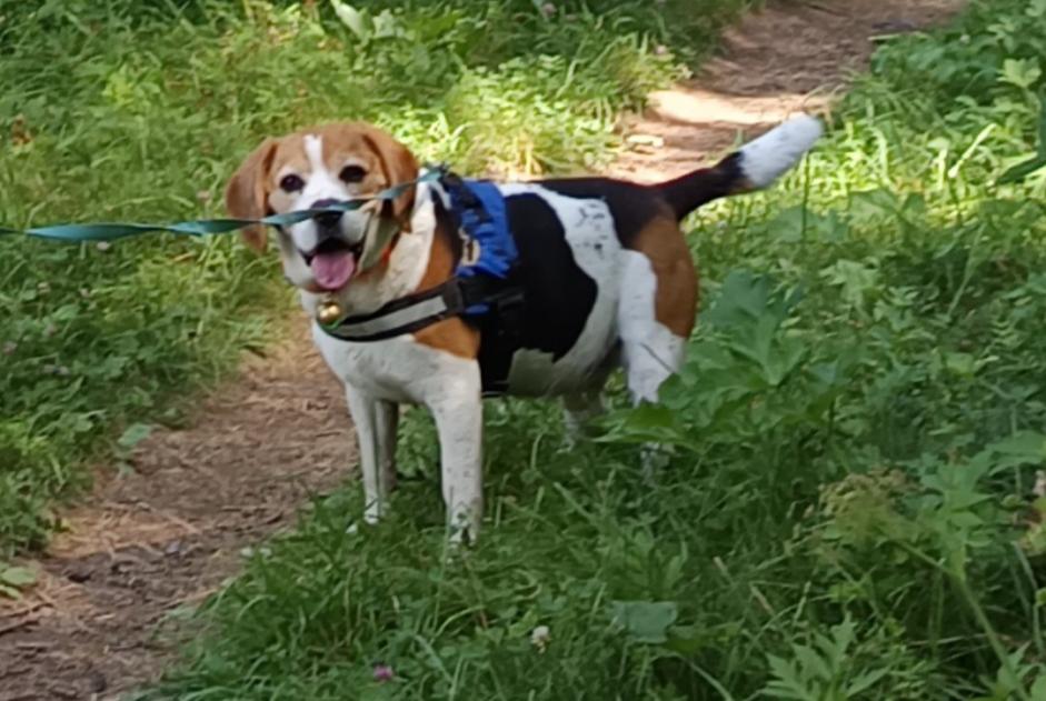 Verdwijningsalarm Hond  Mannetje , 11 jaar Pertuis Frankrijk