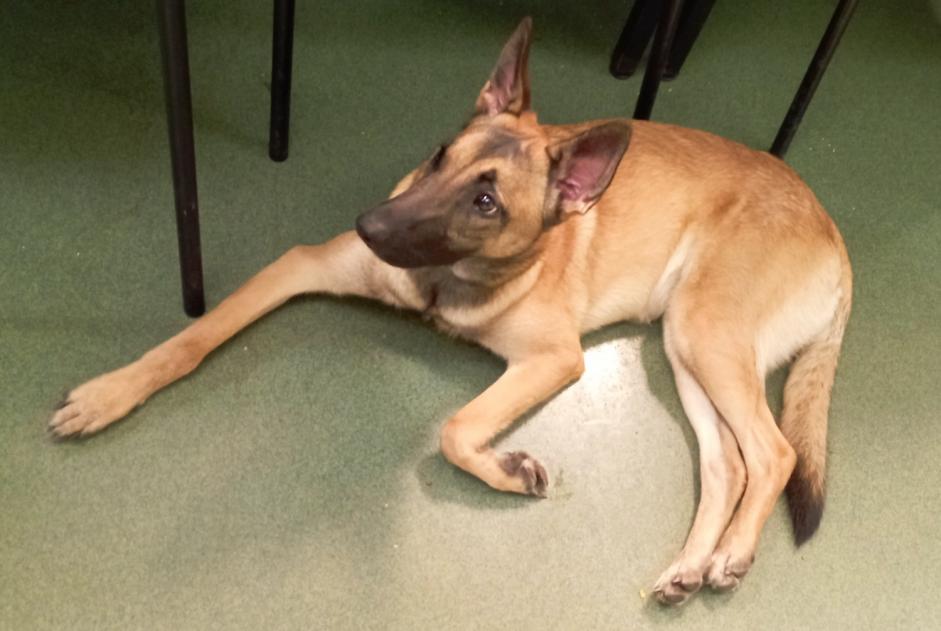 Alerta descoberta Cão  Fêmea Fontenay-aux-Roses France