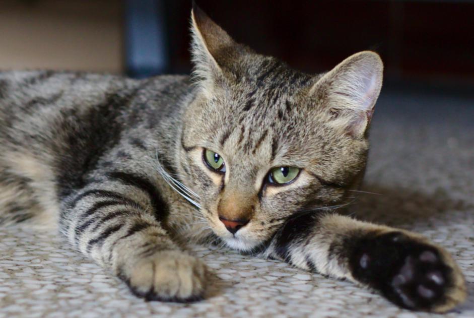 Alerta desaparecimento Gato  Macho , 6 anos Aix-en-Provence France