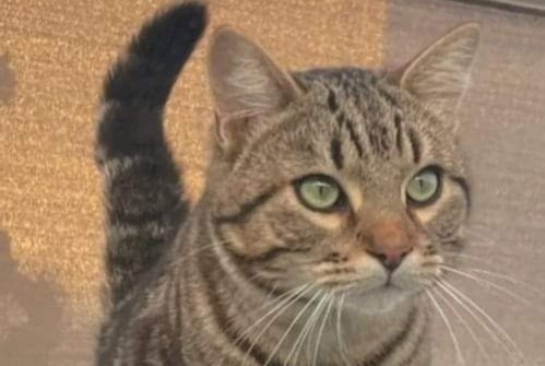 Alerta desaparecimento Gato Macho , 3 anos Sète France