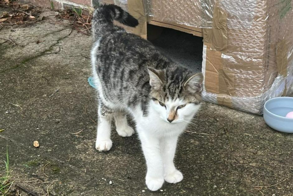 Alerta descoberta Gato Desconhecido Le Fidelaire France